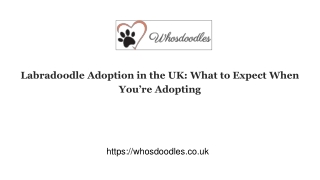 labradoodle adoption in the uk what to expect when you re adopting