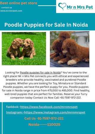 Poodle Puppies for Sale In Noida