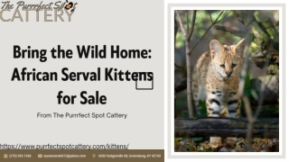 Bring the Wild Home African Serval Kittens for Sale