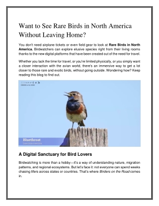 Rare Birds of North America - A Birdwatcher’s Guide