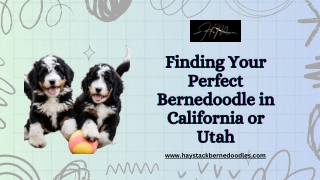 F1 Bernedoodle Puppies for Sale: What You Need to Know