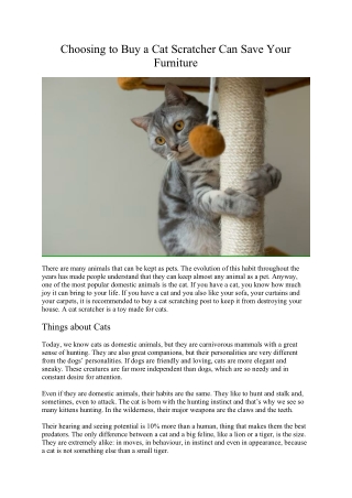 Choosing to Buy a Cat Scratcher Can Save Your Furniture