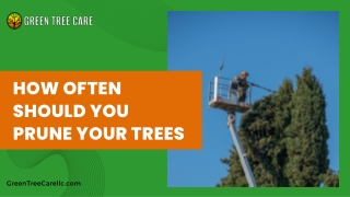 Tree Pruning Timing Keep Your Landscape Healthier Year After Year