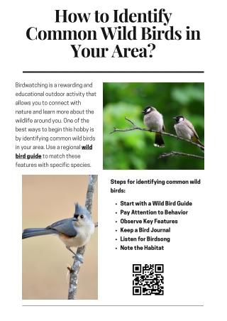 How to Identify Common Wild Birds in Your Area?