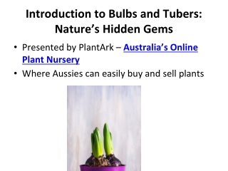 Introduction to Bulbs and Tubers Nature’s Hidden Gems