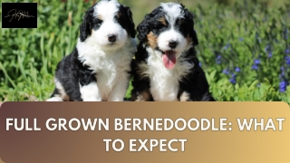 Full Grown Bernedoodle What to Expect