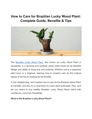 How to Care for Brazilian Lucky Wood Plant: Complete Guide, Benefits & Tips