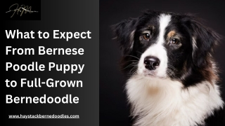 The Charm of Full Grown Bernedoodle Puppies: Loyal, Loving, and Low-Shed