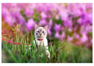 pet-cat-leash-flowers-nature