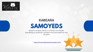Find Fluffy AKC Samoyed Puppies for Your Forever Family