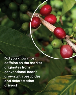 Natural Caffeine Extract – Pure Energy from Ethically Sourced Green Coffee