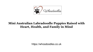Mini Australian Labradoodle Puppies Raised with Heart, Health, and Family in Min