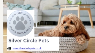 Luxury Dog Beds