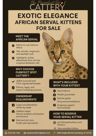 Exotic elegance African Serval Kittens for Sale