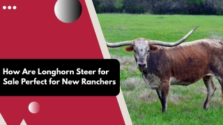 Premium Bulls Perfect for Big Ranches