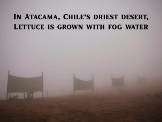 In Atacama, Chile's driest desert, Lettuce is grown with fog water