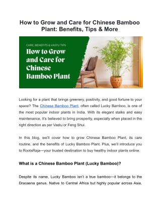 How to Grow and Care for Chinese Bamboo Plant: Benefits, Tips & More