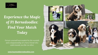 Everything You Need to Know About F1 Bernedoodle Puppies
