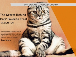 Why Do Cats Love Churu?