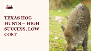 Affordable Texas Hog Hunting Adventures