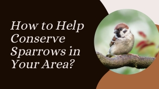 How to Help Conserve Sparrows in Your Area?