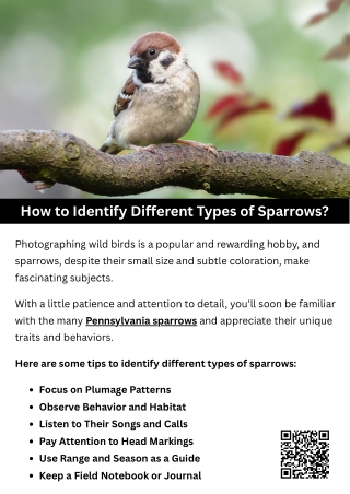 How to Identify Different Types of Sparrows?