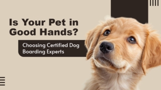 Premium Pet Stays With Personal Attention