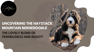 Haystack Mountain Bernedoodles: A Legacy of Love and Quality