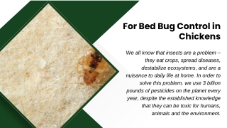 For Bed Bug Control in Chickens