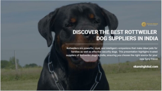 Top Rottweiler Dog Suppliers in India Trusted Sources for Quality Pups - Ekansh Global