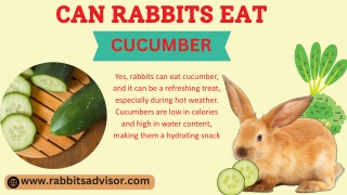 Can Rabbits Eat Cucumber? A Complete Guide