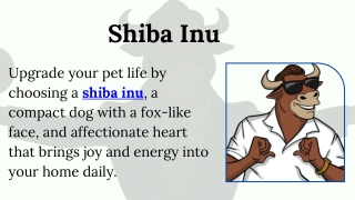 Shiba Inu