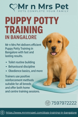 Puppy Potty Training in Bangalore