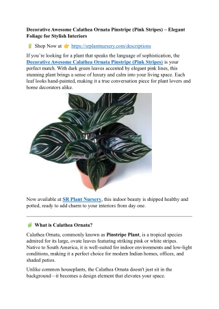 Decorative Awesome Calathea Ornata Pinstripe