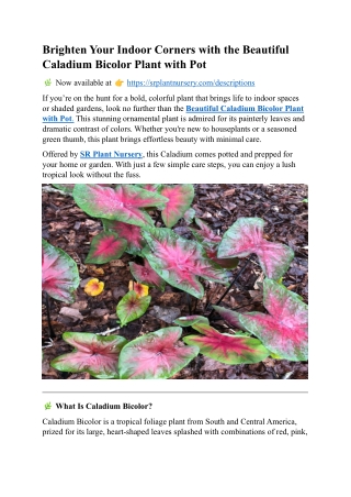 Beautiful Caladium Bicolor Plant with Pot