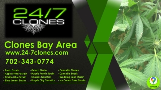 clones bay area