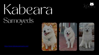 A Loving Choice Samoyed Adults Choice for Experienced Dog Owners